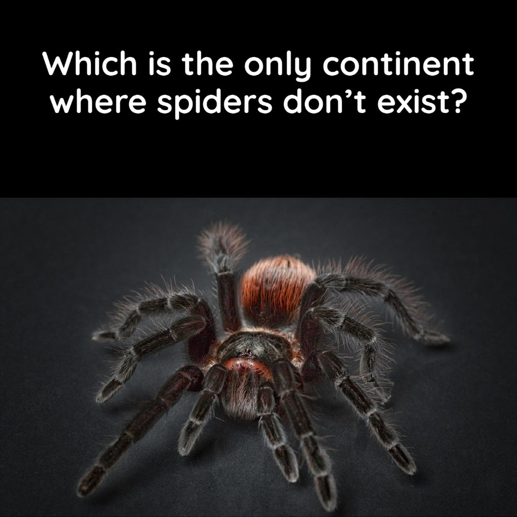 Which is the only continent where spiders don’t exist?