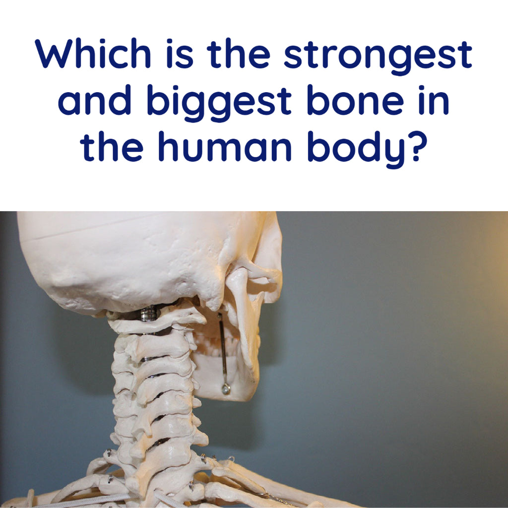 Which is the strongest and biggest bone in the human body?