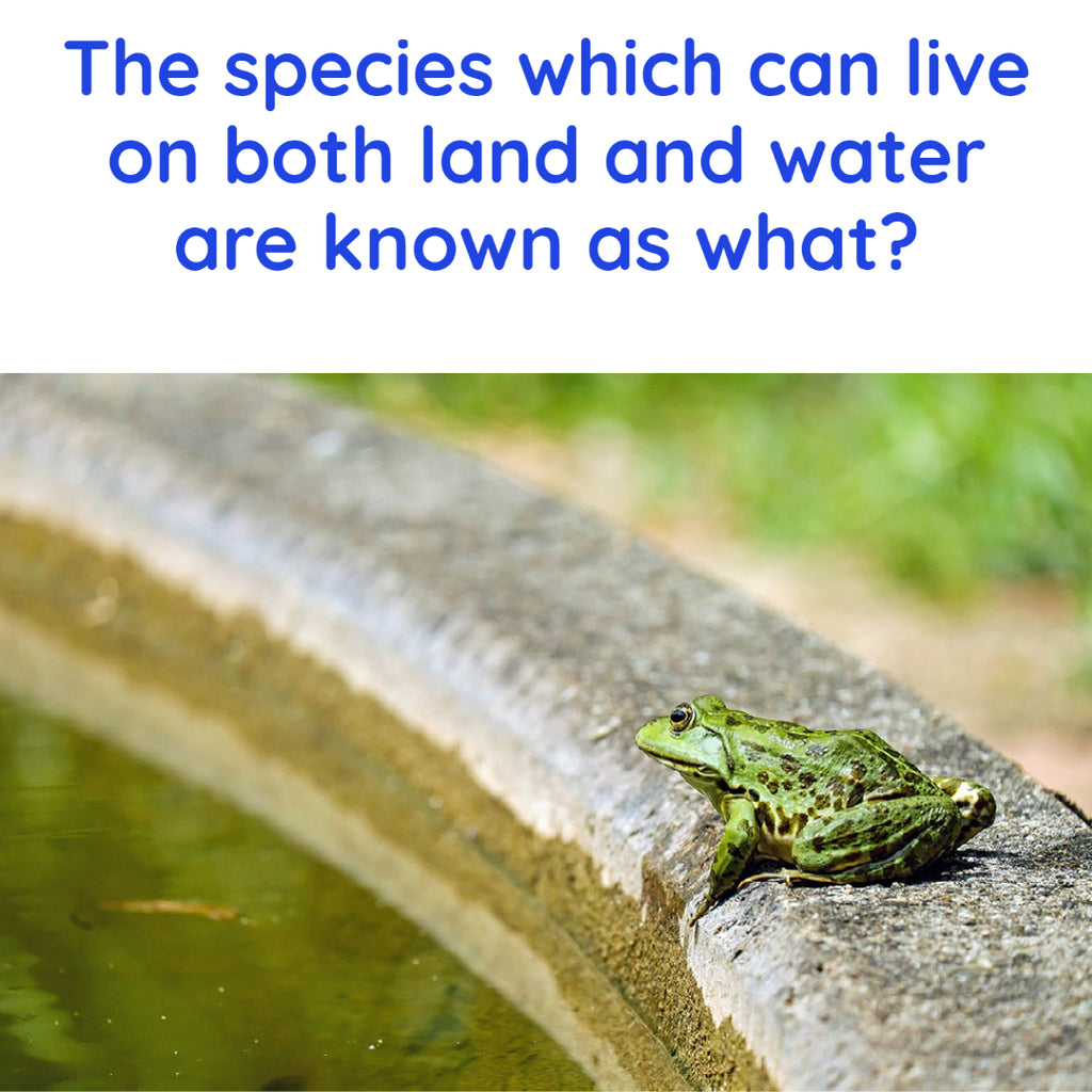 The species that can live on land and water is known as?